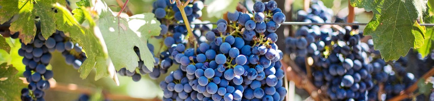 picture of grape vine